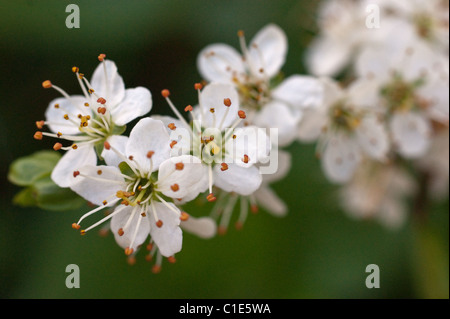 Weißdorn-Blüten Stockfoto