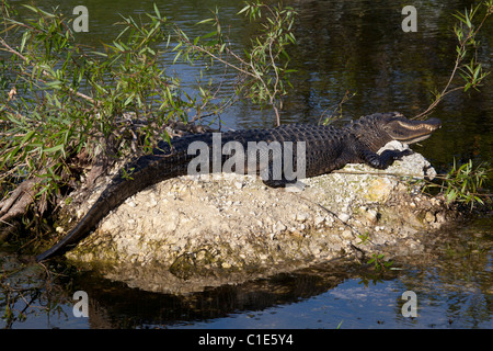 Amerikanischer Alligator (Alligator Mississippiensis) in der Sonne aalen in der Nähe von der Anhinga Trail, Everglades National Park, Florida Stockfoto