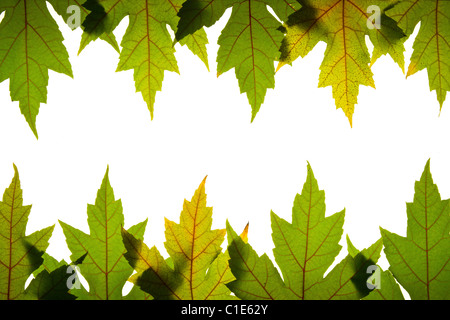 Maple Leaves Green with Red Veins Backlit Background Stockfoto