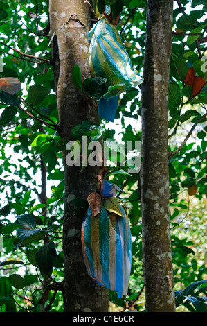 Durian Frucht Durio Kutejensis Früchte am Baum bedeckt mit Plastiktüten markiert schützen geschützt reserviert von einheimischen Anbau sabah Stockfoto