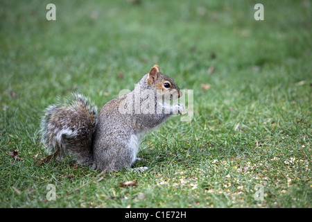 Nahaufnahme von einem grauen Eichhörnchen (sciurus carolinensis) hören - gegen einen unscharfen Hintergrund Stockfoto