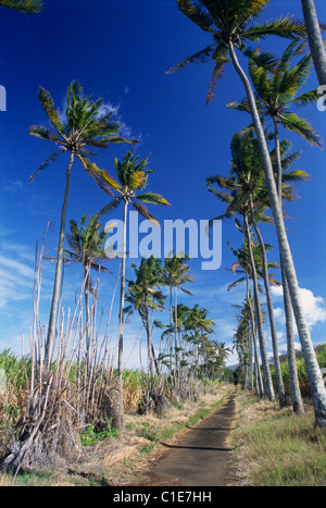 Palm Bäume Zeile, Sainte Marie La Réunion (Frankreich), Indischer Ozean Stockfoto