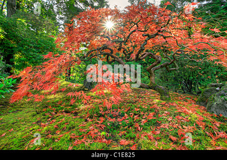 Fallende Ahornblätter auf Moos im Herbst bei Portland Japanese Garden Stockfoto