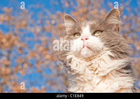 Schöne langhaarige verdünnter Calico-Katze gegen blauen Himmel und einen Baum mit trockene braune Blätter Stockfoto