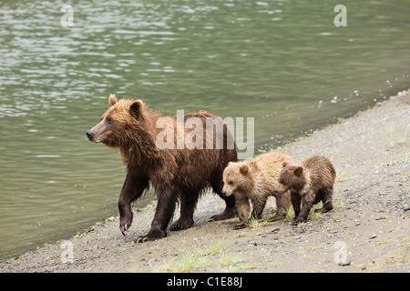 Säen Sie, Braunbär und jungen in der Nähe von Horn Creek auf der Suche nach dem laichen Lachse in Chinitna Bay Gegend des Lake-Clark-Nationalpark, Alaska. Stockfoto