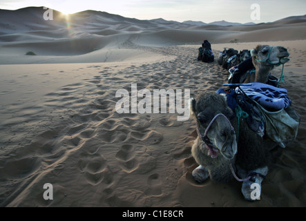 Kamel camping-Ausflug bei Sonnenaufgang in der Wüste Sahara am Erg Chebbi in Marokko, Nordafrika. Stockfoto