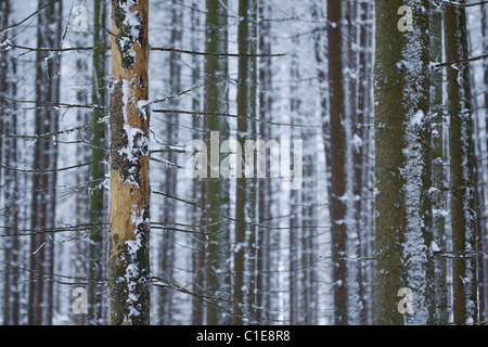 Toten Fichte in einen Winterwald Stockfoto