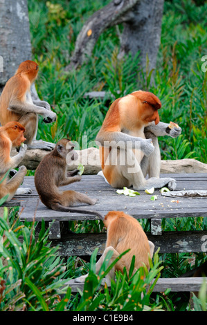 Labuk Bay Proboscis Monkey Sanctuary Conservation center Sandakan Sabah Malaysia Borneo Malaysia Fütterung lange tailed macaque Stockfoto