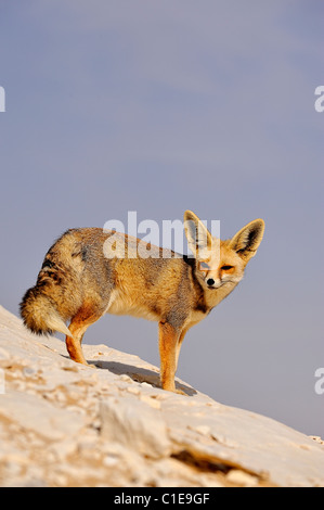 Fennec Fuchs, wissenschaftlicher Name: Fennecus Zerda, auf einer Felsformation im westlichen Weiße Wüste, libysche Wüste, Ägypten Stockfoto