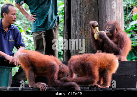 Junge Orang-Utans Pongo Pygmaeus Bananen Fütterung Zeit Sepilok Rehabilitation Centre Sabah Erhaltung Tierwelt Tierpfleger gefüttert Stockfoto