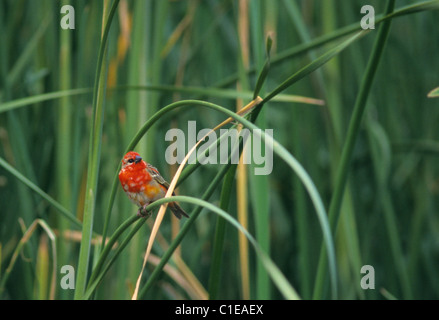 Madagaskar-Fody Mann in grün Vetiver (Chrysopogon Zizanioides), Saint-Gilles-Les-Bains, La Réunion, Indischer Ozean Stockfoto