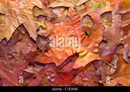 Red Oak Herbst Blätter Hintergrund im Herbst Stockfoto