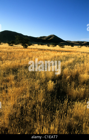 Landschaft in der Region Damaraland Namibia Stockfoto