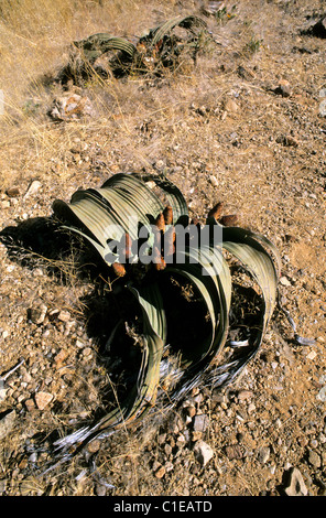 Namibia, die 1000 Jahre alte Welwitschia Mirabilis im Großraum Damaraland Stockfoto