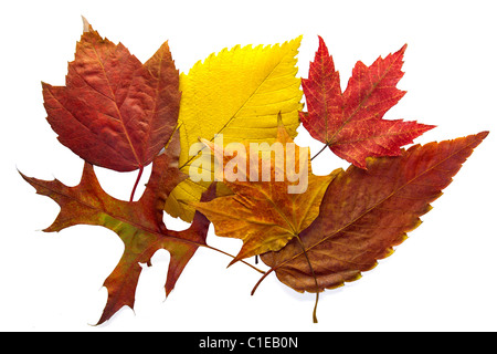 Gemischte Herbst Blätter Hintergrund im Herbst Stockfoto