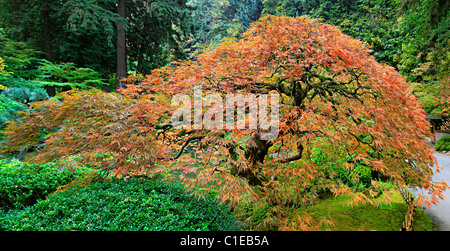 Alte japanische rote Spitze Blatt Ahornbaum im Herbst Panorama Stockfoto