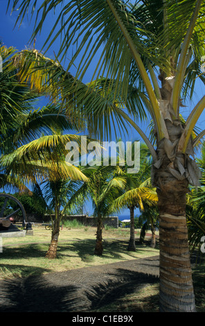 Palm Bäume Park, alte Zuckerrohrfabrik, eigentlich Stella Matutina Museum Saint Leu, Insel La Réunion (Frankreich), Indischer Ozean Stockfoto