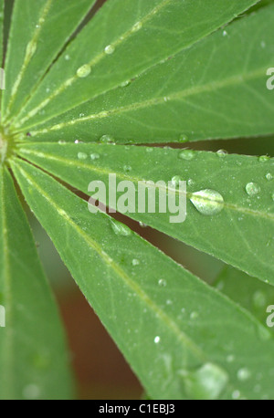 Halb einer Pflanze Lupine. Stockfoto