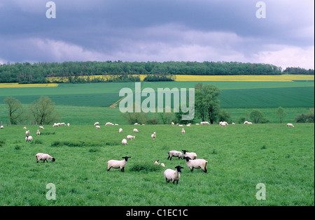 Frankreich, Maas, Schafherde Weiden in der Nähe von Vaucouleurs Stockfoto