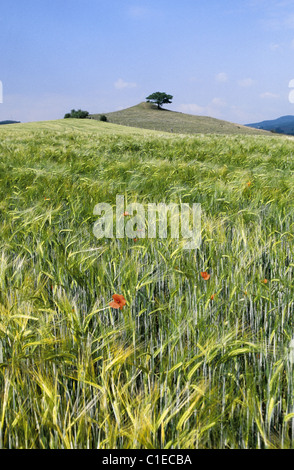 Frankreich, Puy de Dome, Bereich der Gerste, Livradois Stockfoto