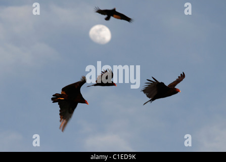 Türkei-Geier (Cathartes Aura) in West-Texas, in der nördlichen Spitze von der Chihuahua-Wüste. Stockfoto