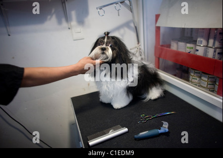 Ein Tierarzt besucht einen Shih Tzu Hund in einem Haustier-Krankenhaus in Condesa, Mexiko-Stadt, Mexiko, 11. Februar 2011. Stockfoto