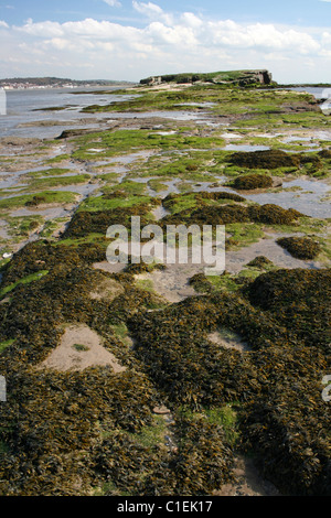 Blick über Algen bedeckt Küstenlinie in Richtung Mitte Auge von Hilbre Insel, Wirral, UK Stockfoto