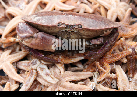 Männliche essbare Krabbe Cancer Pagurus auf A Bett der Seestern gefangen während Beamtrawling In den Fluss Mersey, Liverpool, UK Stockfoto