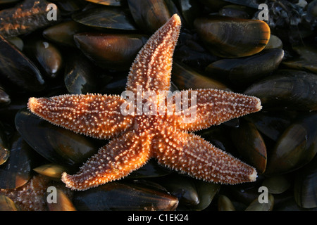 Gemeinsamen Seesterne Asterias Rubens auf A Bett von Muscheln gefangen während Beamtrawling In The River Mersey, UK Stockfoto