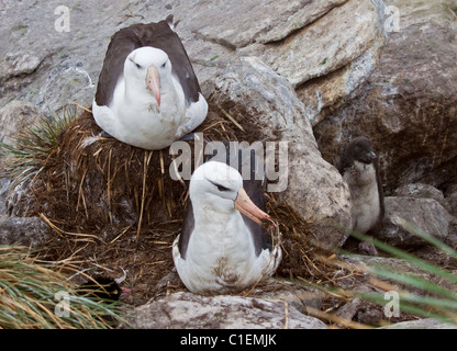 Schwarz Browed Albatrosse (Thalassarche Melanophrys) sitzen auf und bauen Nester, West Point Island, Falkland Stockfoto