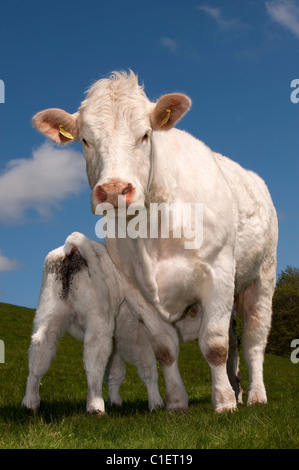 Stammbaum Charolais Kuh mit Kalb Spanferkel. Stockfoto