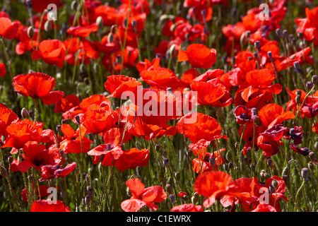 Mohnblumen auf ein Feld. LLeida, Spanien. Stockfoto