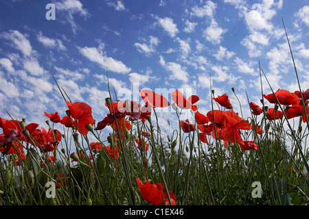 Mohnblumen auf ein Feld. LLeida, Spanien. Stockfoto