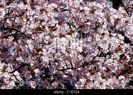 Japan, Honshù Insel, Takayama, Kirschblüte im Frühling Stockfoto