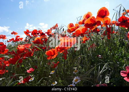 Mohnblumen auf ein Feld. LLeida, Spanien. Stockfoto