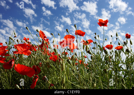 Mohnblumen auf ein Feld. LLeida, Spanien. Stockfoto