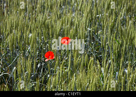 Mohnblumen auf ein Feld. LLeida, Spanien. Stockfoto