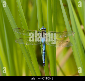 Männlich-Kaiser Libelle Anax imperator Stockfoto