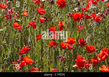 Mohnblumen auf ein Feld. LLeida, Spanien. Stockfoto