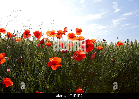 Mohnblumen auf ein Feld. LLeida, Spanien. Stockfoto