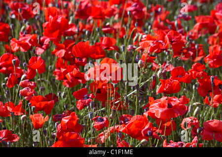 Mohnblumen auf ein Feld. LLeida, Spanien. Stockfoto