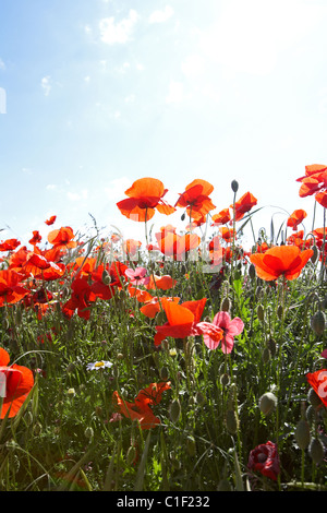 Mohnblumen auf ein Feld. LLeida, Spanien. Stockfoto