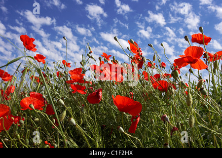 Mohnblumen auf ein Feld. LLeida, Spanien. Stockfoto