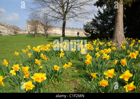 Eine Frau geht über einen Pfad mit Narzissen im Vordergrund und Bath Royal Crescent im Hintergrund. Stockfoto