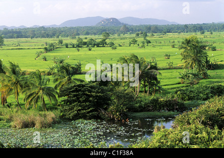 Sri Lanka, North Central Region, Dambulla, Reisfelder und Kokosnüsse Landschaft nahe dem Kandalama See Stockfoto