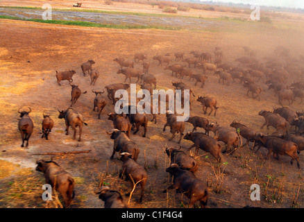 Gnus Herde laufen, betrachtet aus der Luft Stockfoto