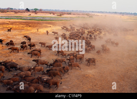 GNU-Herde auf laufen, aerial view Stockfoto