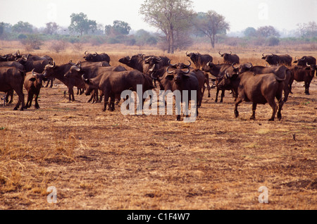 GNU-Herde im Wildpark Stockfoto