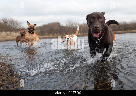 Labrador Retriever und Freunde, die Spaß im Wasser Stockfoto