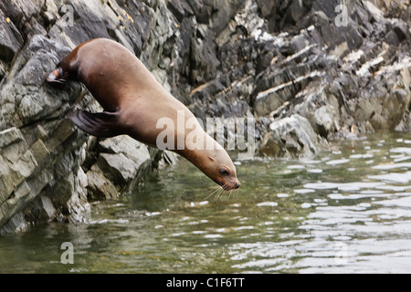 Steller Seelöwen taucht in das Wasser des Frederick Sound von einer Klippe auf Segel Insel Rookery in der Inside Passage von Alaska. Stockfoto